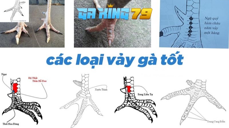 Giới thiệu về các loại vảy gà quý